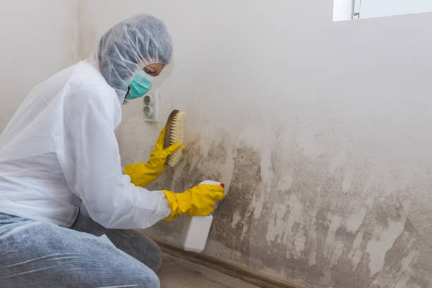 Best Commercial Mold Remediation in Muenster, TX