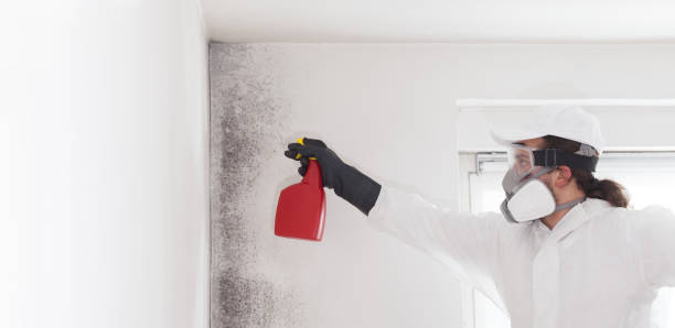 Best Insurance-Related Mold Remediation in Muenster, TX