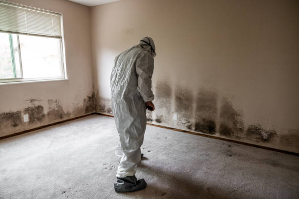 Best Localized Mold Remediation (e.g., coastal areas, humid climates) in Muenster, TX