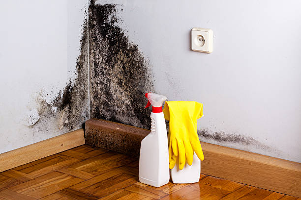 Best Mold Remediation for Specific Building Types in Muenster, TX