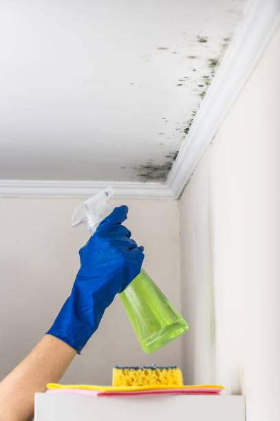 Reliable Muenster, TX Mold Remediation Solutions