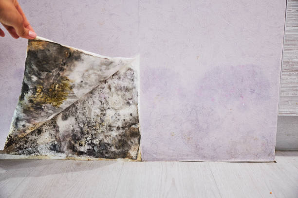  Muenster, TX Mold Removal Pros